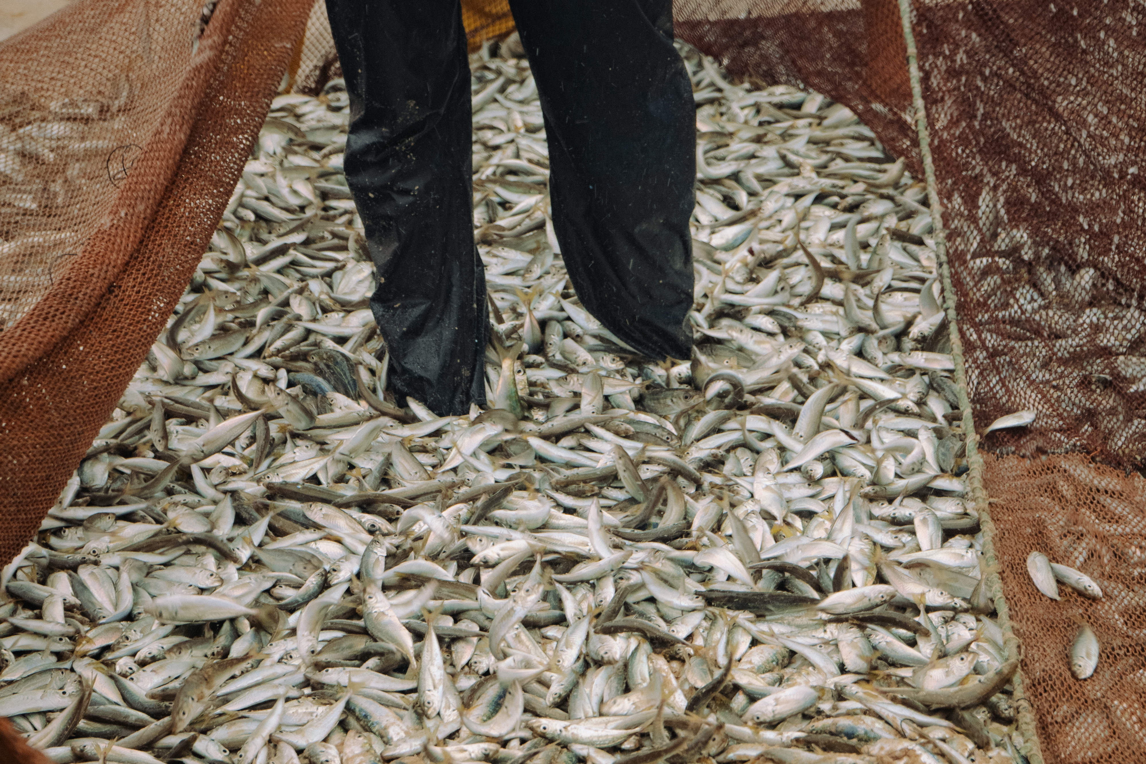 Arte Xávega na Costa de Lavos